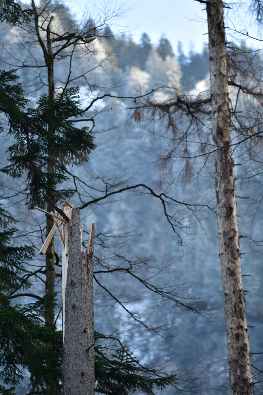 2018-12-29 Hohenschwangau/DSC_8774.JPG